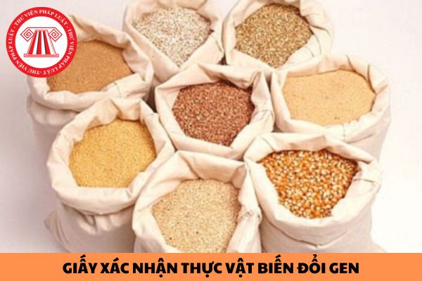 Giấy xác nhận thực vật biến đổi gen đủ điều kiện sử dụng làm thực phẩm, thức ăn chăn nuôi bị thu hồi khi nào?