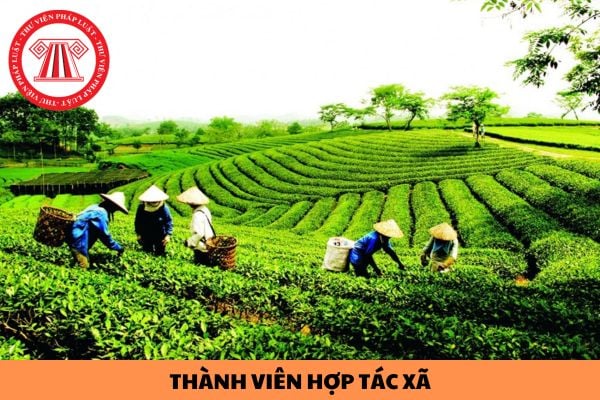 Tổ chức không có tư cách pháp nhân có được làm thành viên của hợp tác xã hay không?