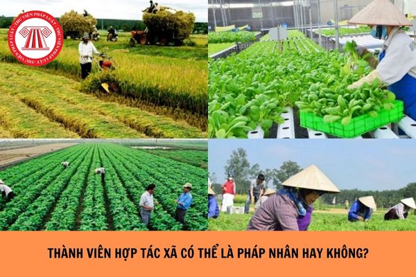  Thành viên của hợp tác xã có thể là pháp nhân hay không?