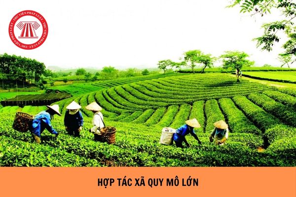 Hợp tác xã quy mô lớn thực hiện kiểm toán độc lập báo cáo tài chính bao lâu một lần?