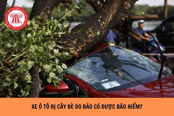 Xe ô tô bị cây đè do bão có được bảo hiểm hay không?