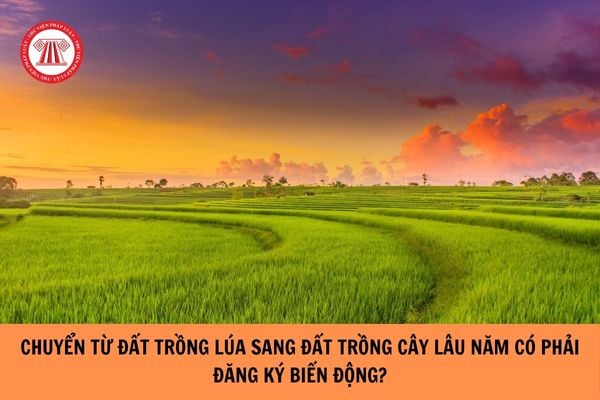 Chuyển từ đất trồng lúa sang đất trồng cây lâu năm có phải đăng ký biến động không?