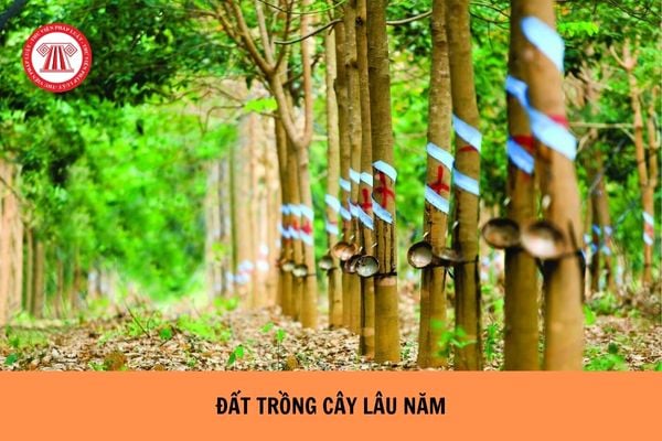 Đất trồng cây lâu năm không sử dụng bao lâu thì bị thu hồi?