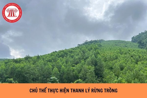 Chủ thể nào thực hiện thanh lý rừng trồng?