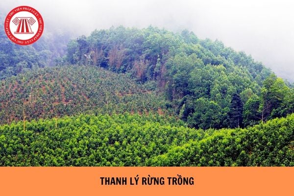 Nội dung chủ yếu của Báo cáo kết quả thẩm định thanh lý rừng trồng là gì?