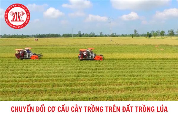 Điều kiện chuyển đổi cơ cấu cây trồng trên đất trồng lúa hiện nay?