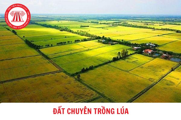 Đất trồng mấy vụ lúa trở lên thì được xem là đất chuyên trồng lúa?