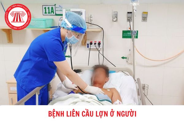 Bệnh liên cầu lợn ở người bắt nguồn từ đâu? Các biện pháp phòng bệnh liên cầu lợn ở người theo Hướng dẫn của Bộ Y tế?