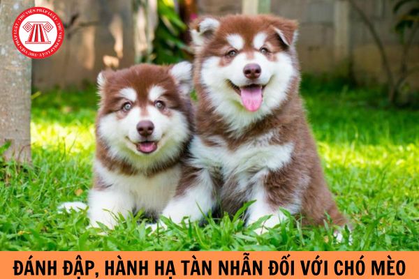 Đánh đập, hành hạ tàn nhẫn đối với chó mèo bị xử phạt bao nhiêu tiền?