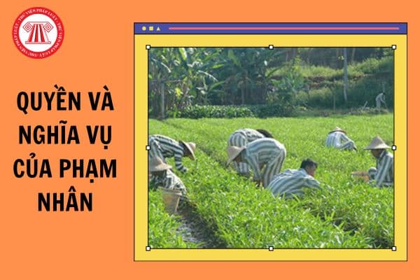 Phạm nhân là gì? Quyền và nghĩa vụ của phạm nhân được quy định như thế nào?