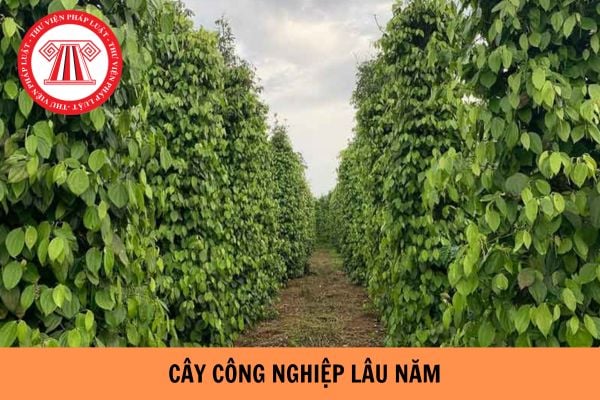 Mức bồi thường đối với cây lâu năm khi nhà nước thu hồi đất là bao nhiêu?