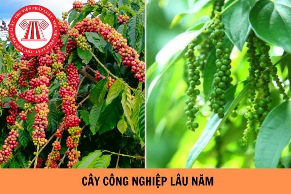 Cây công nghiệp lâu năm là loại cây gì? Loại cây lâu năm nào được chứng nhận quyền sở hữu?