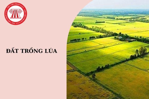 Vùng quy hoạch trồng lúa có năng suất, chất lượng cao bao gồm những tiêu chí nào theo quy định?