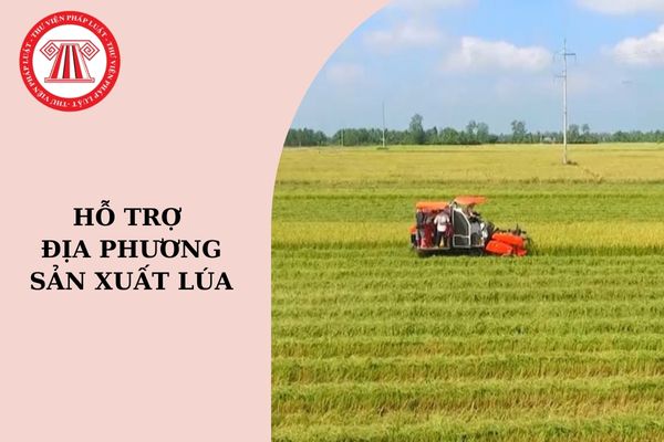 Mức hỗ trợ địa phương sản xuất lúa đối với đất chuyên trồng lúa tại vùng quy hoạch trồng lúa có năng suất, chất lượng cao là bao nhiêu?