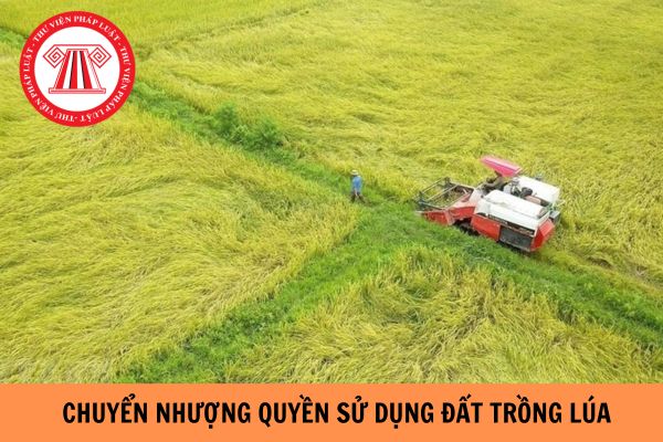 Doanh nghiệp có thể nhận chuyển nhượng quyền sử dụng đất trồng lúa từ ngày 01/01/2025?