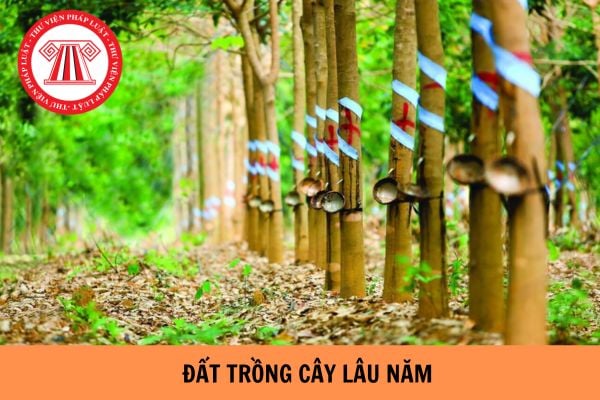 Đất trồng cây lâu năm có thời hạn có được lên thổ cư không?