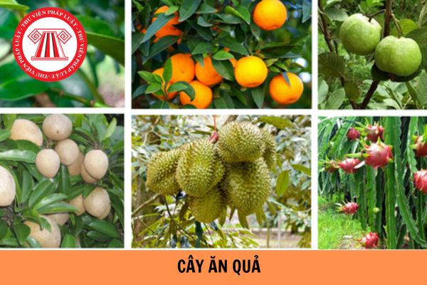 Cây ăn quả lâu năm là loại cây gì? Cây ăn quả lâu năm có được chứng nhận quyền sở hữu không?