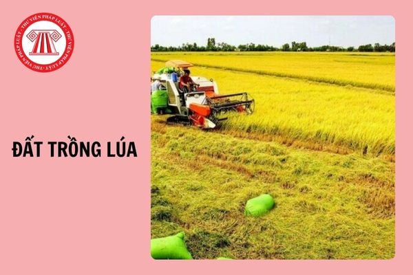 Từ 4/10/2024, chuyển đất trồng lúa sang đất ở trái phép phạt bao nhiêu tiền?