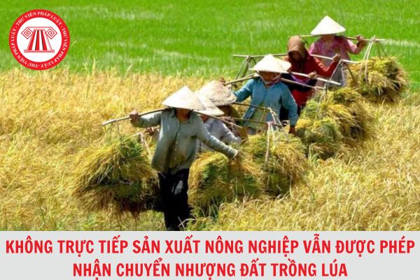 Luật Đất đai 2024: Người không trực tiếp sản xuất nông nghiệp vẫn được phép nhận chuyển nhượng đất trồng lúa?