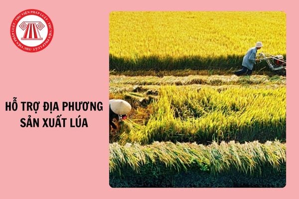 Từ 11/9/2024, có những chính sách nào hỗ trợ địa phương sản xuất lúa?