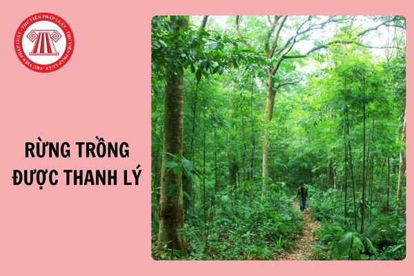 02 trường hợp rừng trồng được thanh lý từ 25/10/2024? Nguyên nhân thanh lý rừng trồng là gì?