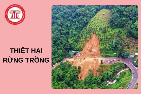 Mẫu văn bản đề nghị xác định nguyên nhân thiệt hại rừng trồng (Mẫu số 01) 2024?