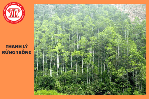 Hồ sơ thanh lý rừng trồng gồm những giấy tờ gì? Ai có thẩm quyền quyết định thanh lý rừng trồng?