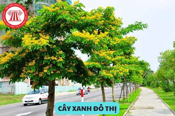 Cây xanh đô thị bao gồm những loại cây nào? Trồng cây xanh trên khu vực công cộng không đúng quy định sẽ bị xử lý thế nào?