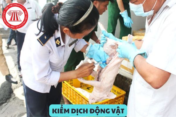 Bảng lương của công chức chuyên ngành kiểm dịch động vật khi tăng lương cơ sở lên 2,34 triệu là bao nhiêu? (Hình từ Internet)