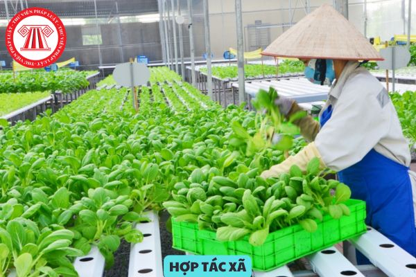 Hợp tác xã thực hiện thủ tục giải thể trong trường hợp nào? Xử lý tài sản khi hợp tác xã giải thể được quy định như thế nào?