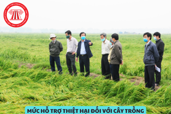 Mức hỗ trợ thiệt hại đối với cây trồng do bão gây ra là bao nhiêu?