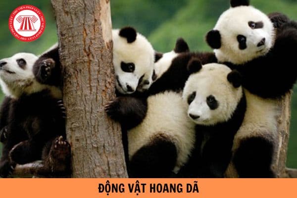 Tội vi phạm quy định về bảo vệ động vật hoang dã có mức phạt tù tối đa bao nhiêu năm?