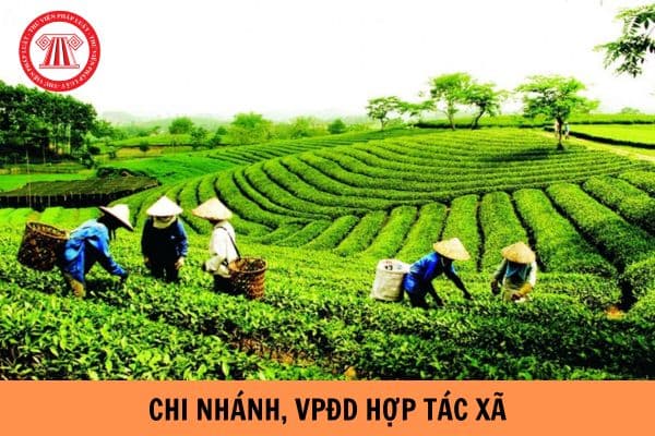 Mẫu giấy đề nghị đăng ký thay đổi nội dung đăng ký hoạt động chi nhánh, văn phòng đại diện hợp tác xã áp dụng từ 01/7/2024?