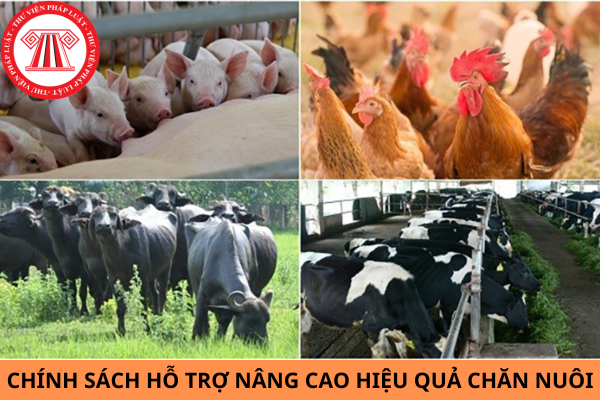 Ban hành Nghị định 106/2024/NĐ-CP quy định chính sách hỗ trợ nâng cao hiệu quả chăn nuôi?