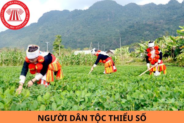 Nhà nước có chính sách hỗ trợ đất đai lần đầu như thế nào cho cá nhân là người dân tộc thiểu số thuộc diện hộ nghèo, hộ cận nghèo tại vùng đồng bào dân tộc thiểu số và miền núi?