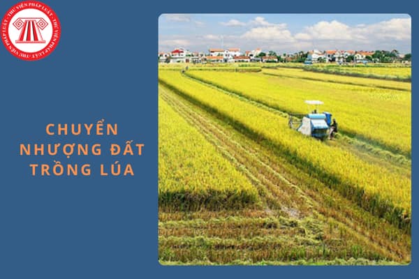 Cá nhân đang hưởng lương từ ngân sách có được nhận chuyển nhượng đất trồng lúa không? 