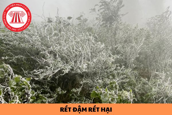 Rét đậm rét hại là gì? Tần suất và thời gian ban hành bản tin về rét đậm rét hại được quy định như thế nào?