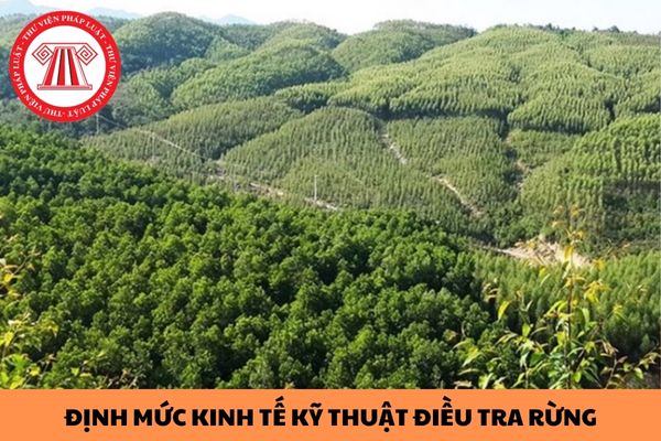 Định mức kinh tế kỹ thuật điều tra rừng áp dụng từ ngày 22/6/2024 là bao nhiêu?