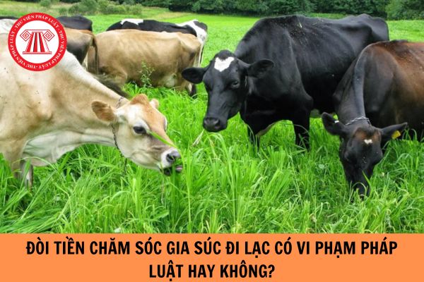 Đòi tiền chăm sóc gia súc đi lạc có vi phạm pháp luật hay không?