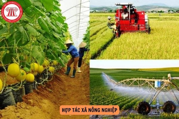 Hợp tác xã nông nghiệp được phân loại quy mô lớn phải đáp ứng tiêu chí gì?