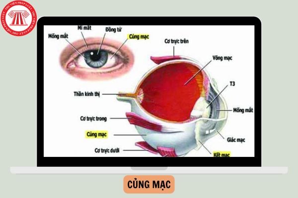 Củng mạc là gì? Chức năng của củng mạc là gì?