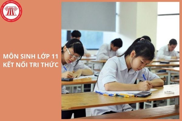 Đề thi giữa học kì 2 môn sinh 11 2025 Kết nối tri thức có lời giải?