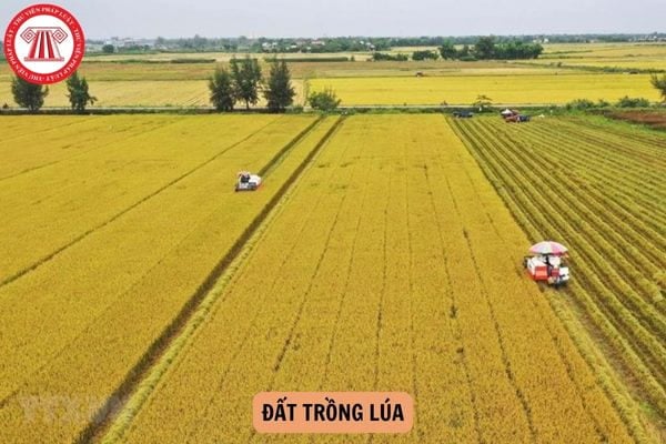 Đất trồng lúa là gì? Đất trồng lúa được phân loại ra sao?