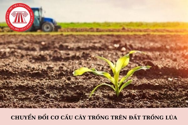 Mẫu Bản đăng ký chuyển đổi cơ cấu cây trồng trên đất trồng lúa mới nhất 2025?