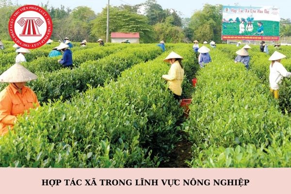 Hợp tác xã trong lĩnh vực nông nghiệp được phân loại như thế nào?