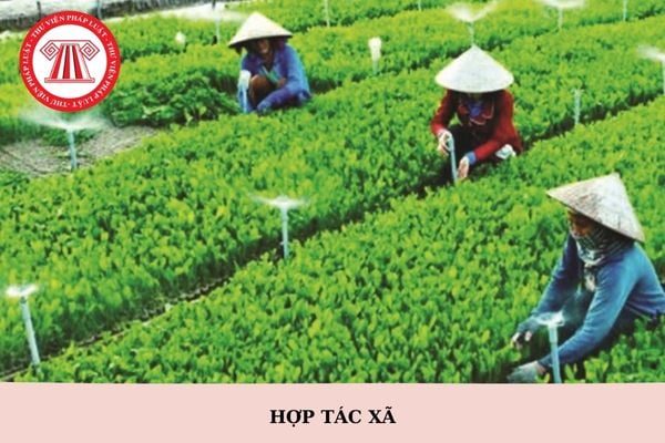 Đối tượng nào được hỗ trợ nhân rộng mô hình hợp tác xã, liên hiệp hợp tác xã hoạt động hiệu quả?