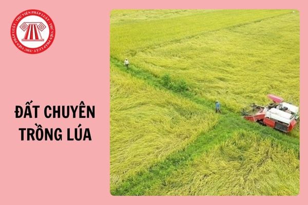 Bản kê khai diện tích đất chuyên trồng lúa chuyển mục đích sử dụng sang đất phi nông nghiệp 2025?