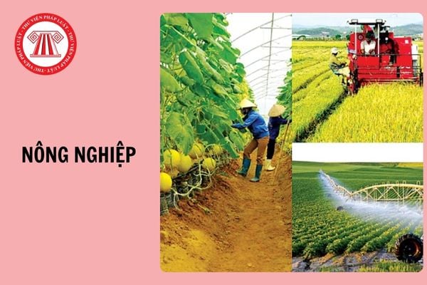 Đại hội đại biểu toàn quốc lần thứ V của Đảng khẳng định, trong 5 năm 1981-1985 và những năm 80, cần tập trung sức phát triển mạnh nông nghiệp, coi nông nghiệp là gì?