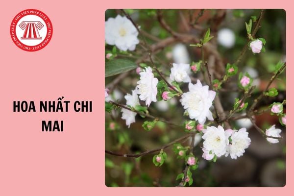 Hoa nhất chi mai có ý nghĩa gì? Bán hoa ngày Tết trên vỉa hè có vi phạm pháp luật? 