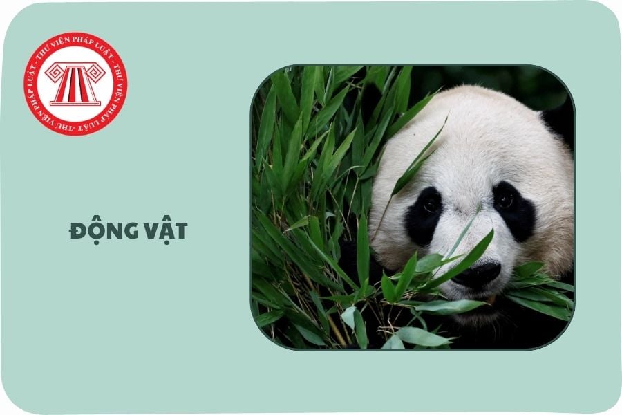 https://cdn.thuvienphapluat.vn/uploads/Hoidapphapluat/2025/NTKL/06062025/ho-tro-dong-vat.jpg